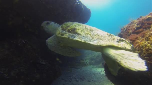 Old Green Turtle Underwater Cave & Yellow Fish School. Havssköldpadda Simning Nära — Stockvideo