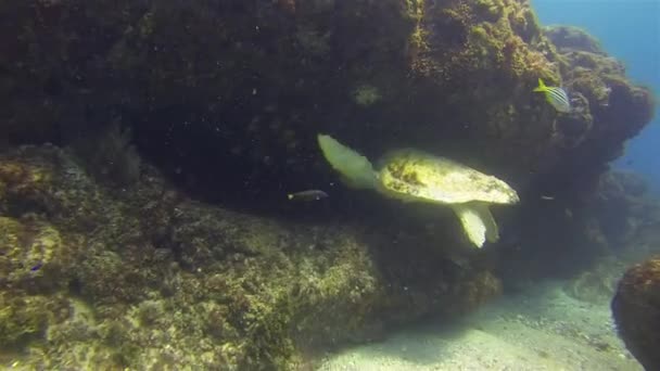 Old Green Turtle Underwater Cave & Yellow Fish School. Turtle de mare înot lent — Videoclip de stoc