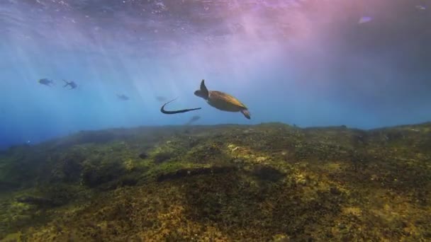 Tortuga marina & Pipe Fish.Dramatic Sunlit Sea Surface Waves & Blue Sunlit Sea Surface — Vídeo de stock