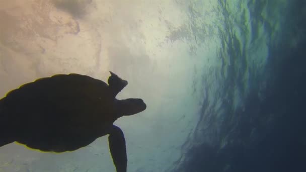 Silhouette de tortue marine. Tortue verte nageant gracieusement dans la mer calme et ensoleillée — Video