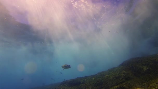 Tortuga marina nadando en hermosos rayos de sol dramáticos. olas y azul soleado mar superficie — Vídeos de Stock