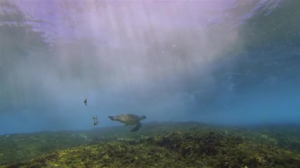 Tengeri teknős úszás gyönyörű napsugarak drámai hullámok & kék napsütötte tengeri felszín — Stock videók