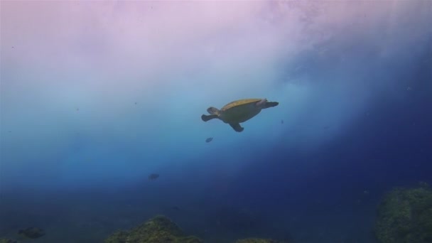 Deniz Kaplumbağası Dramatik Günışığı Deniz yüzeyine Yüzüyor Dalgalar ve Mavi Güneş Işığı Deniz Yüzeyi — Stok video