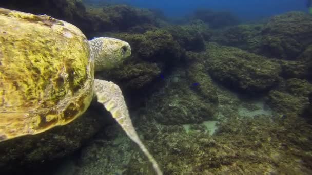 Meeresschildkröte. grüne Schildkröte aus nächster Nähe. altes Schildkrötenschwimmen. ruhige anmutige Meereslebewesen — Stockvideo