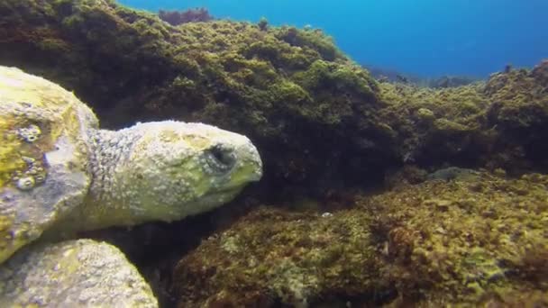 Tengeri Teknős. Zöld Teknős közelkép. Öreg teknős úszás.Nyugodt kecses tengeri élet — Stock videók