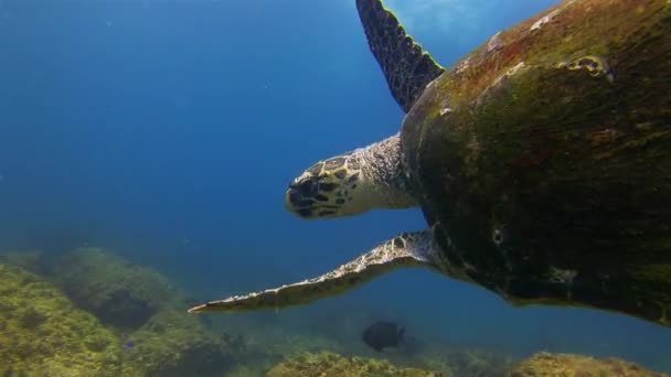 바다거북. 녹색 거북은 가까이에 있습니다. 늙은 거북 이 수영. 평온하고우아 한 해양 생물 비디오 클립