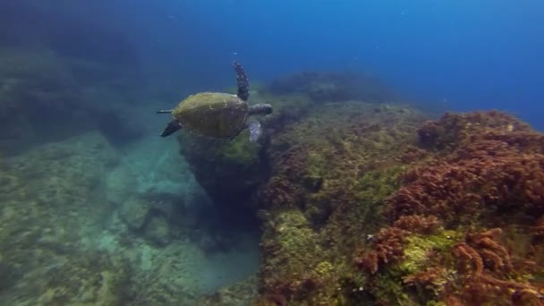 Морская черепаха. Зеленая черепаха быстро плавает на коралловом рифе. Спокойная изящная морская жизнь — стоковое видео