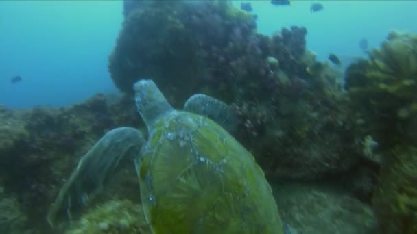 Tortuga marina. Tortuga verde nadando sobre la superficie del mar iluminada por el sol. — Vídeo de stock