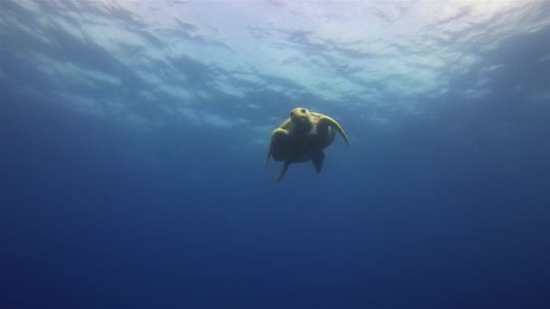 ウミガメだ緑のカメ。メロー美しいカメ泳ぐ。穏やかな優雅な海洋生物 — ストック動画