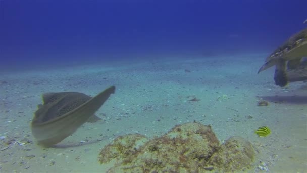 Turtle & Leopard Shark. Dolce tartaruga marina verde. Bella vita marina blu del mare — Video Stock