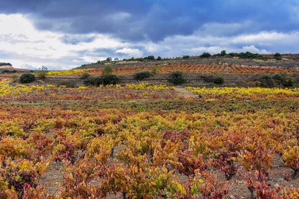 Vineyars in autumn — Stock Photo, Image