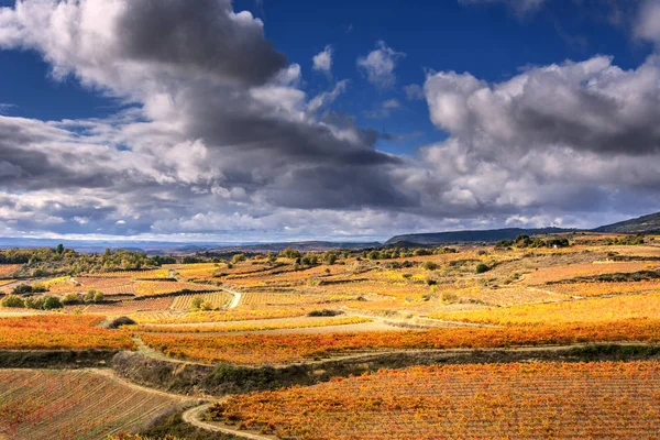 Vinhedos em outono — Fotografia de Stock