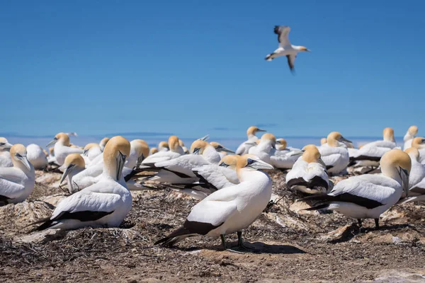 Australiensisk havssula avel koloni på Cape kidnapparna, nya Zealan — Stockfoto