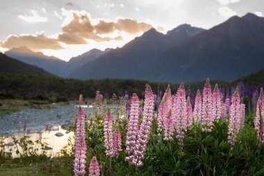 Bahar sahne Milford ses, Yeni Zelanda
