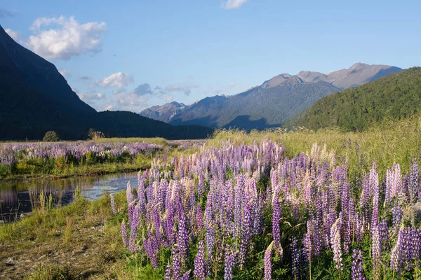 Bahar sahne Milford ses, Yeni Zelanda