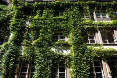 Eski bir binanın ön cephesinde yeşil sarmaşık. Güneşli bir günde yeşillikler arasındaki pencereler.