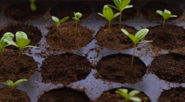 Saksıda fidanlar. Topraktaki genç ot sapları, bir filizlenmedi, büyümedi. Yakın çekim, yumuşak odaklanma.
