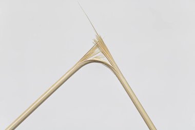 Kırık ahşap bir bambu dalı beyaz gri arka planda fiber liflere yırtılmış..