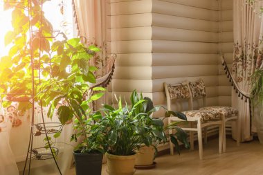 Bir oda dolusu bitki ve ev ağacı. Köy tarzında bir ev, doğa ile birlik.