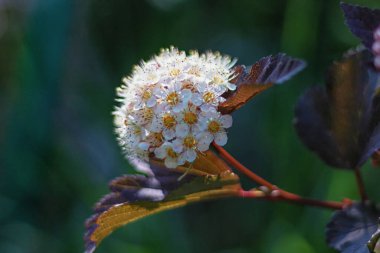 Yaşlı, Sambucus siyah dantelli pembe çiçekler ve güzel siyah yapraklar. Koyu yapraklar ve beyaz çiçekler.