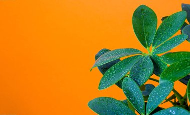 Schefflera Kapalı Salon bitkisinin yaprakları turuncu arka plan minimalizminin üzerine su damlaları damlatıyor. Modern ev bitkileri, en az yaratıcı ev dekorasyonu konsepti. Metin kopyalama alanı için arkaplan