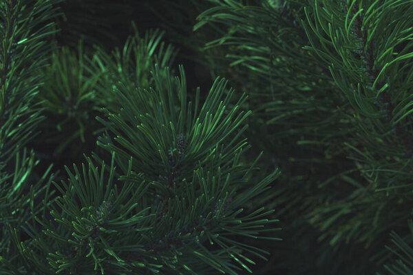 Forest background - fir or pine branches with cones close-up. Dark style, close-up