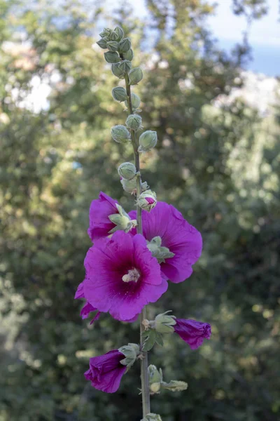 Gül çiçeğinin büyük mor çiçeği Alcea Rosea çiçek açıyor. Yaklaş. — Stok fotoğraf