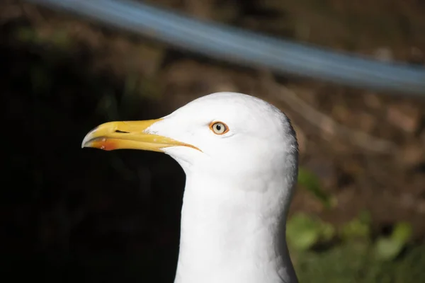 Pensivo olhar gaivota na cabeça tiro com raso DOF — Fotografia de Stock