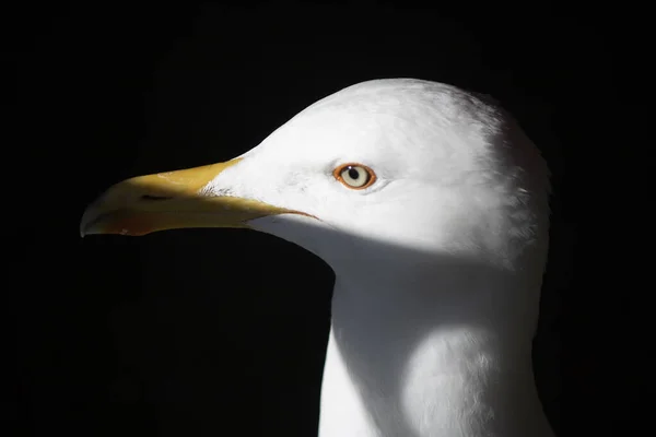 Pensivo olhar gaivota na cabeça tiro com raso DOF — Fotografia de Stock