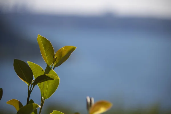 Junge Blätter von Avicennia marina in einem Mangrovenwald — Stockfoto