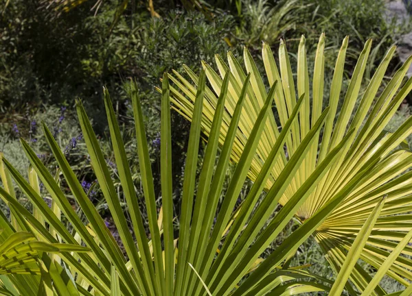 Menutup menembak Cina fan palm . — Stok Foto