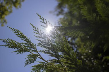 Şube cupressocyparis leylandii yeşil arka plan