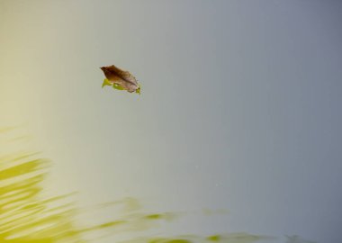 suyun içinde bir ağaçtan düşmüş yaprak
