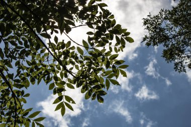 İlkbaharda kül yaprakları, Fraxinus Excelsior