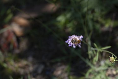 İsviçre, St. Gallen 'de leylak yeşili solmuş Uyuz çiçek. Evet.