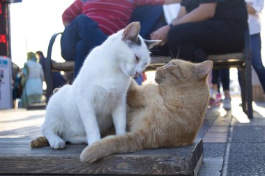 Sarı ve beyaz kediler oynuyor. Arka planda oturan insanlar bulanıklaşıyor.