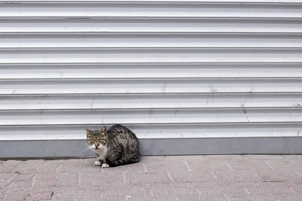 Herrelös katt sittande framför inomhusbutiken. — Stockfoto