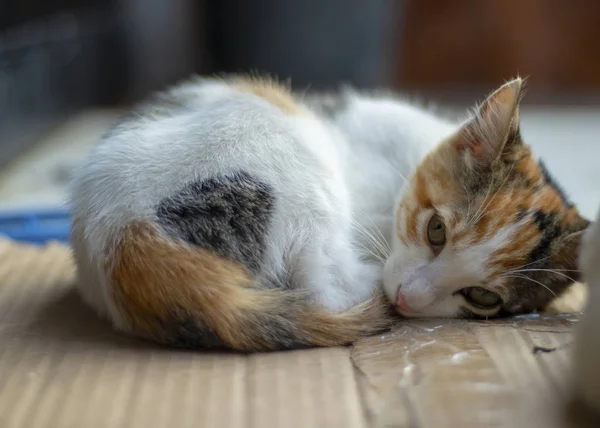 Gattino con motivi bianchi e arancioni. Sta per dormire sul cartoncino. Da vicino. . — Foto Stock