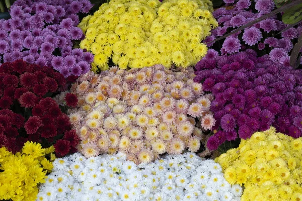 Dahlia pinnata flor em muitas cores na mesma imagem. Eles têm cores diferentes. Foto foi tirada em um mercado de flores . — Fotografia de Stock