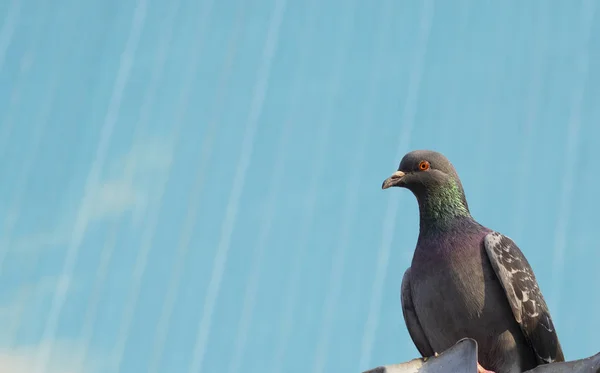 Pigeon close-up. Its gray and on the right side of the photo. He has orange eyes. Abstract background in light blue color. — 스톡 사진