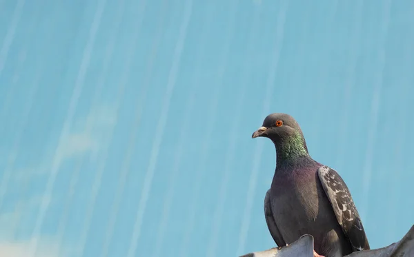 Pigeon close-up. Its gray and on the right side of the photo. He has orange eyes. Abstract background in light blue color.