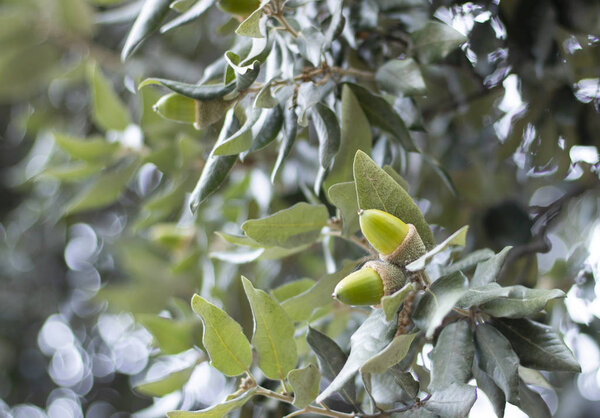 Дубовые желуди Quercus ilex Глубина резкости закрывает горизонтальную фотографию
.