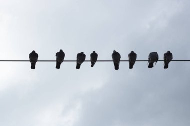Elektrik kablolarındaki güvercinler. Karşı ışıkta çekilmiş. Siluet.