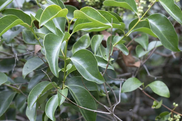 Buah dan daun pohon Ilex pedunculosa. Close-up . — Stok Foto