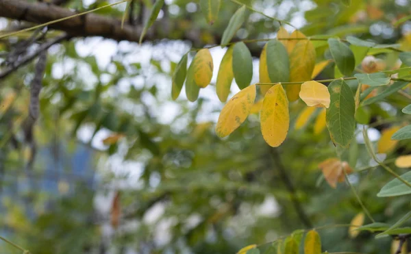 Hojas de Robinia pseudoacacia primer plano. Fue tomada en el otoño. Es hora de arrojar hojas. . —  Fotos de Stock