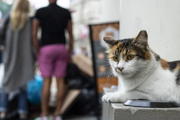 Gato sentado na parede na rua, close-up. O gato tem cores brancas e pretas amarelas . — Fotografia de Stock