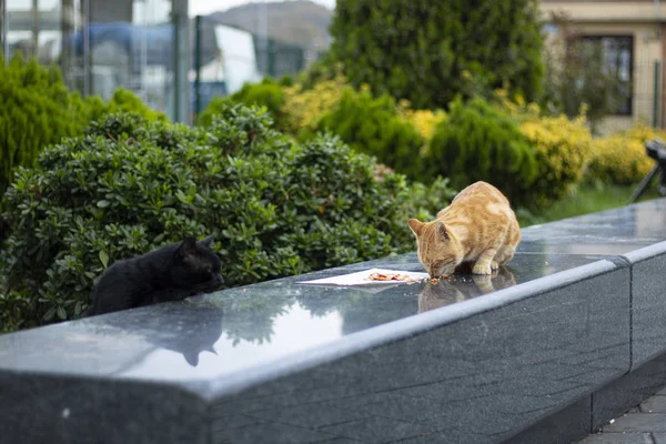 A sárga-fehér színű macska gránit márványból készült szalvétán eszi a csirkehúst. A fekete macska az oldalán a sárga macska ételét nézi.. — Stock Fotó