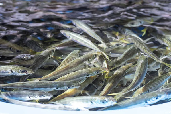Heap de pequenos peixes de anchova mediterrânea no mercado.Eles nadam na água no balde . — Fotografia de Stock