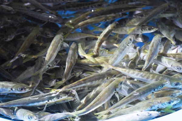 Heap de pequenos peixes de anchova mediterrânea no mercado.Eles nadam na água no balde . — Fotografia de Stock