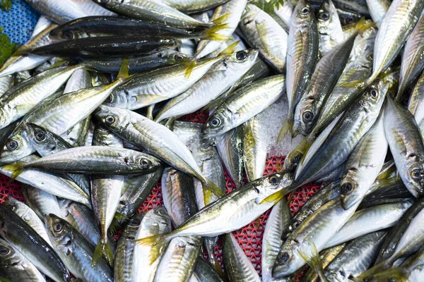 Muitos peixes-rabilho são fotografados no banco. Close-up . — Fotografia de Stock